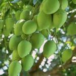 Tả cây xoài của nhà em – văn lớp 3